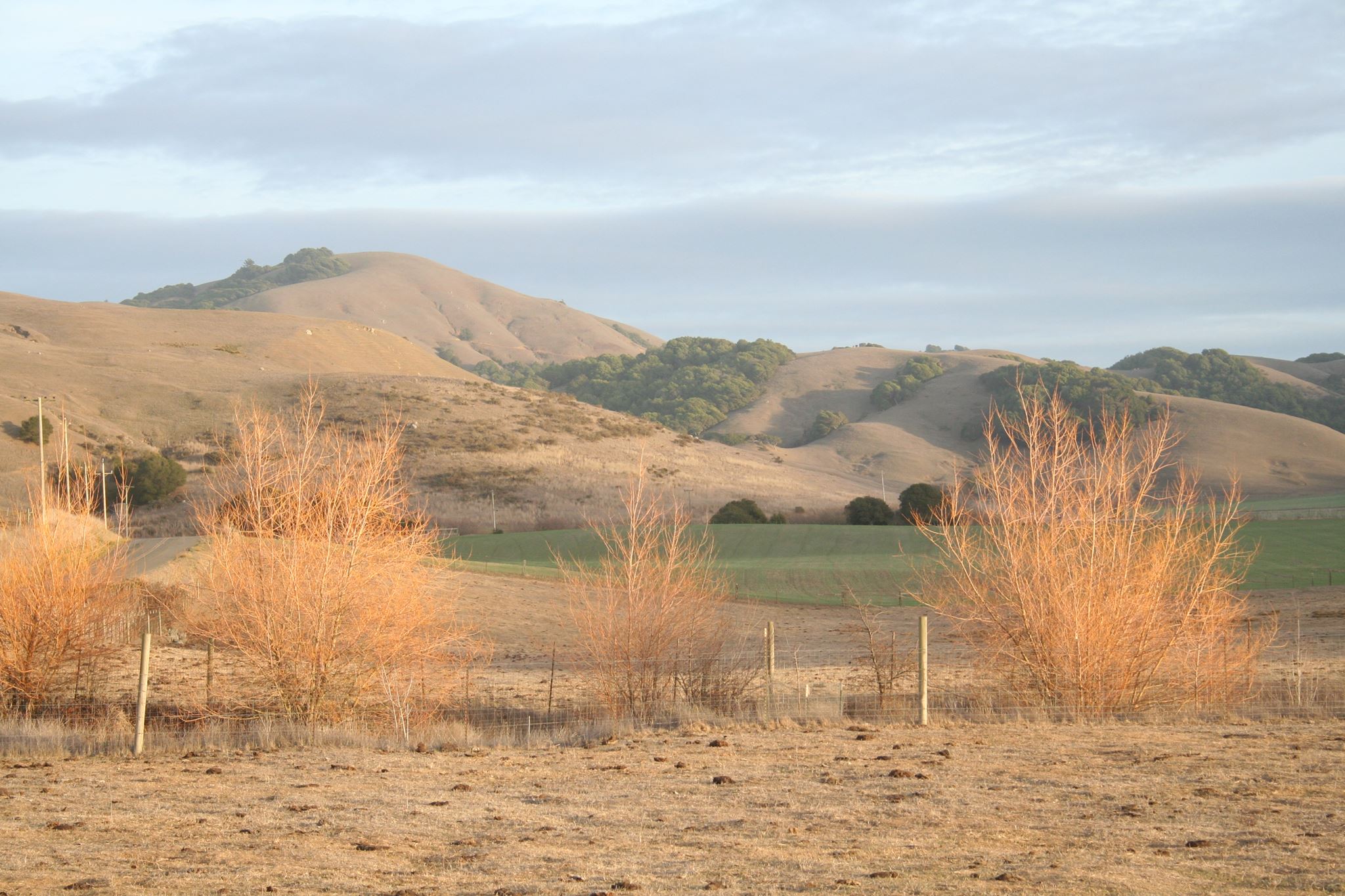 Grass Fed Beef , U-Pick Apples, Lamb, Weddings, Sally Gale, Mike Gale, Petaluma