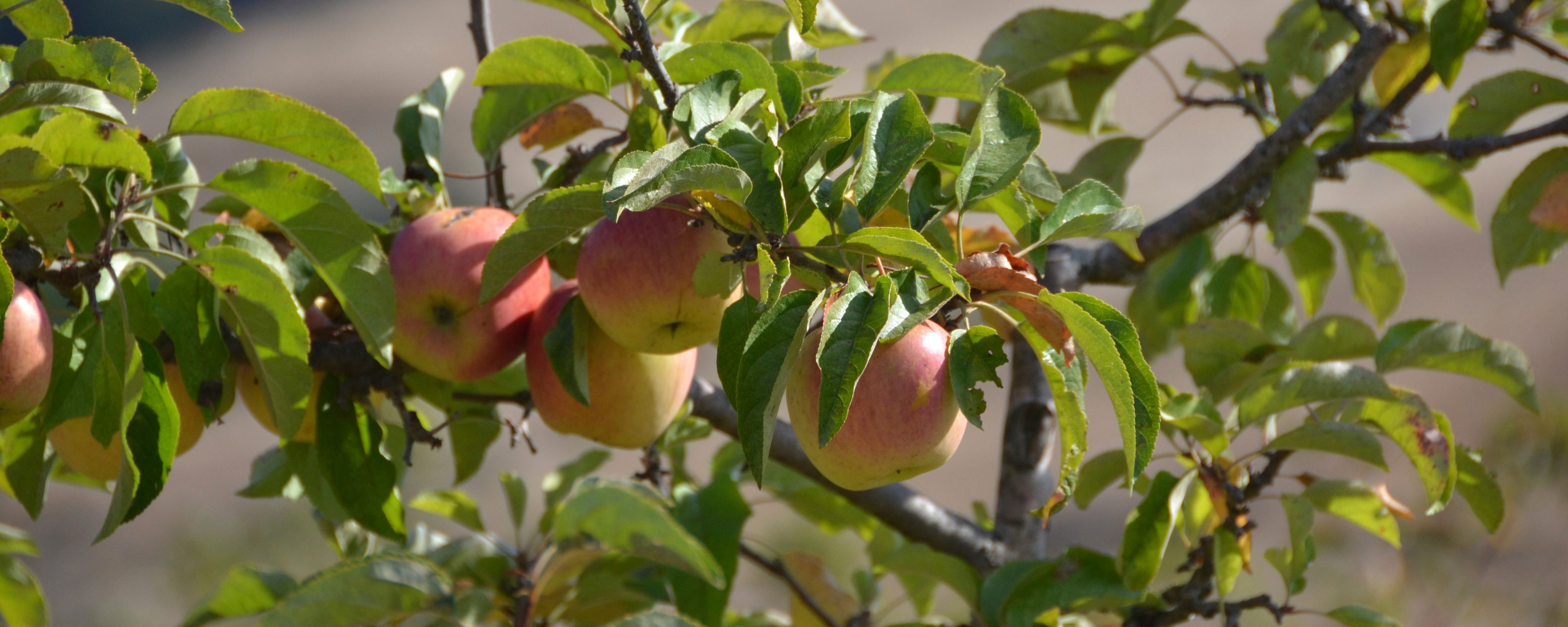 U-Pick Apples