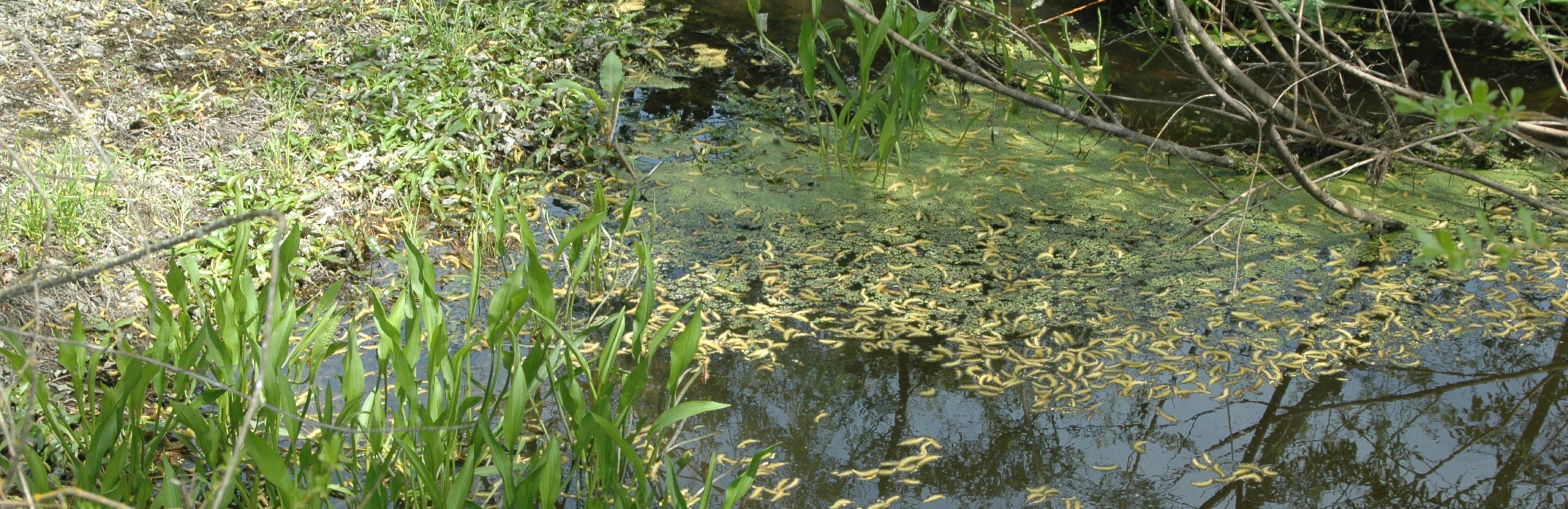 Chileno Valley Creek Restoration