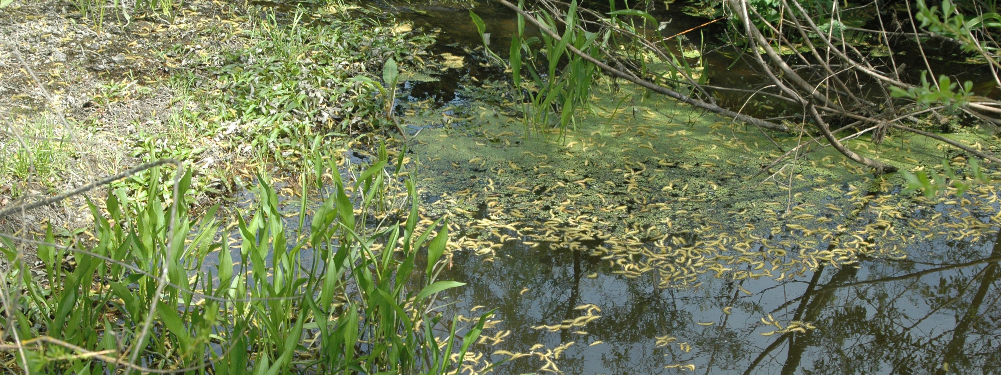 Chileno Valley Creek Restoration