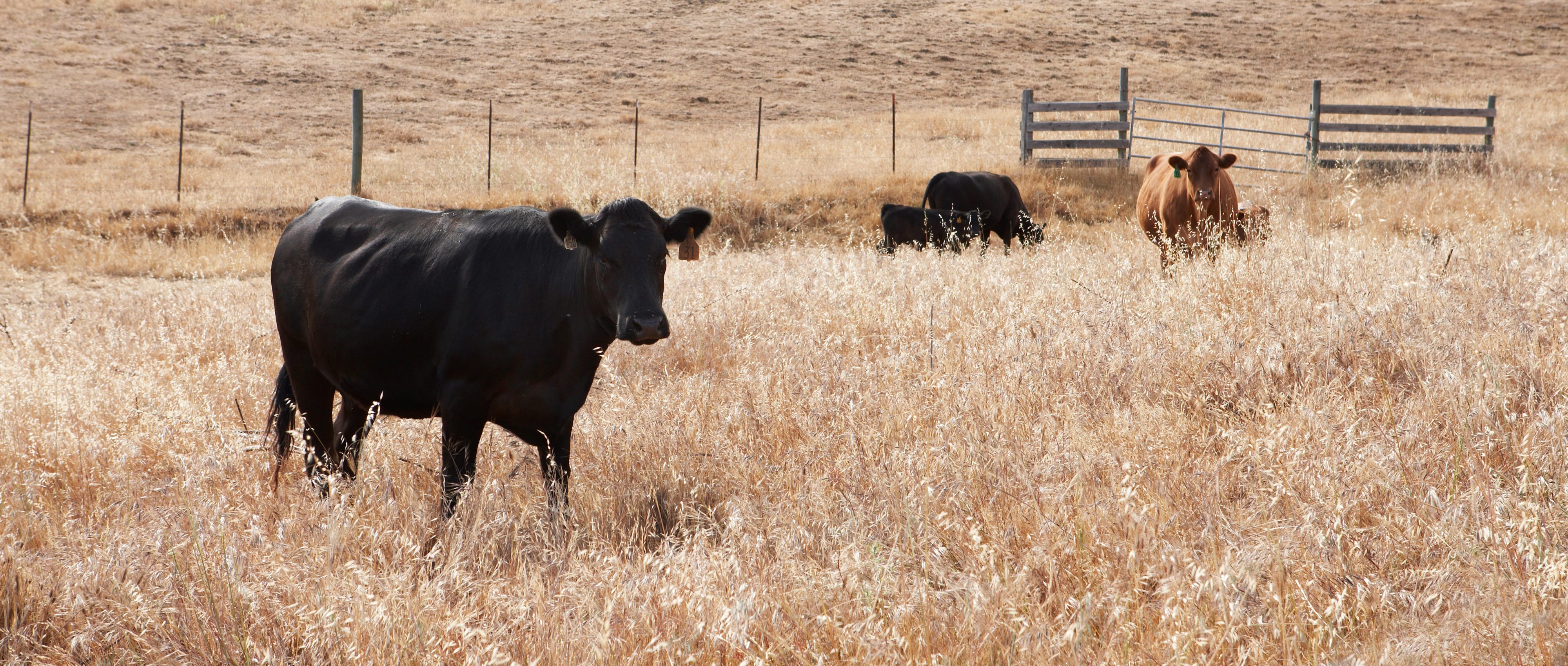 Chileno Valley Grass Fed Beef