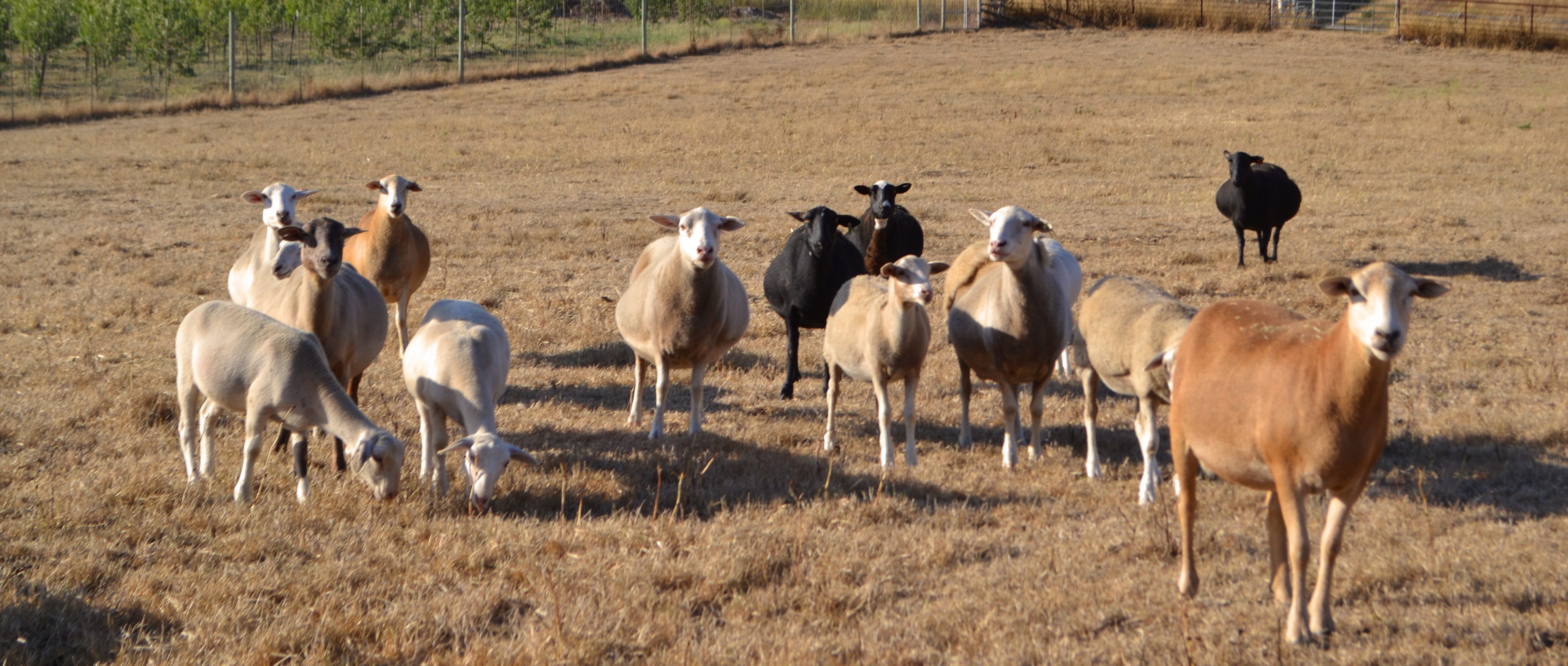 Chileno Vally Ranch Lamb