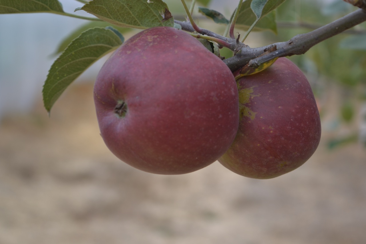 Chileno Valley Ranch features u-pick apple picking, grass-fed beef and lamb, and is a setting for rustic farm weddings near Petaluma, CA.