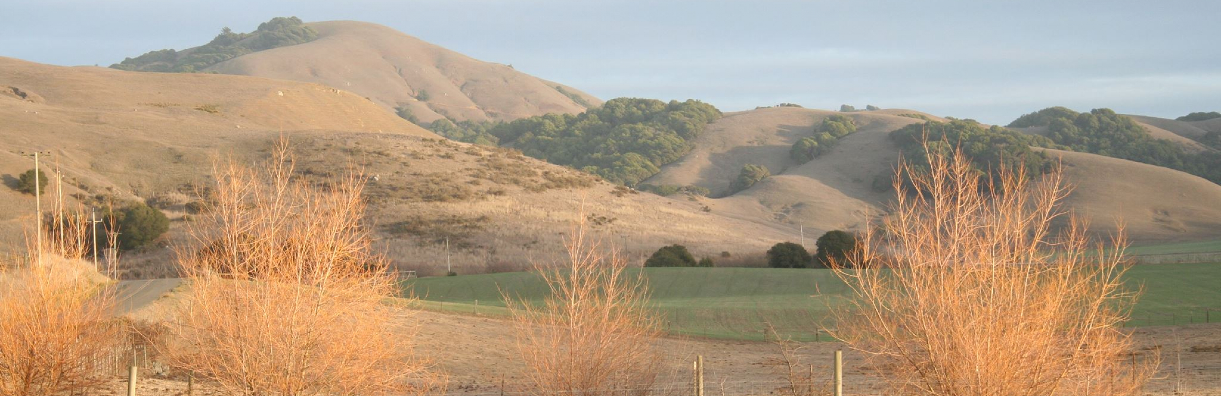 Grass Fed Beef , U-Pick Apples, Lamb, Weddings, Sally Gale, Mike Gale, Petaluma